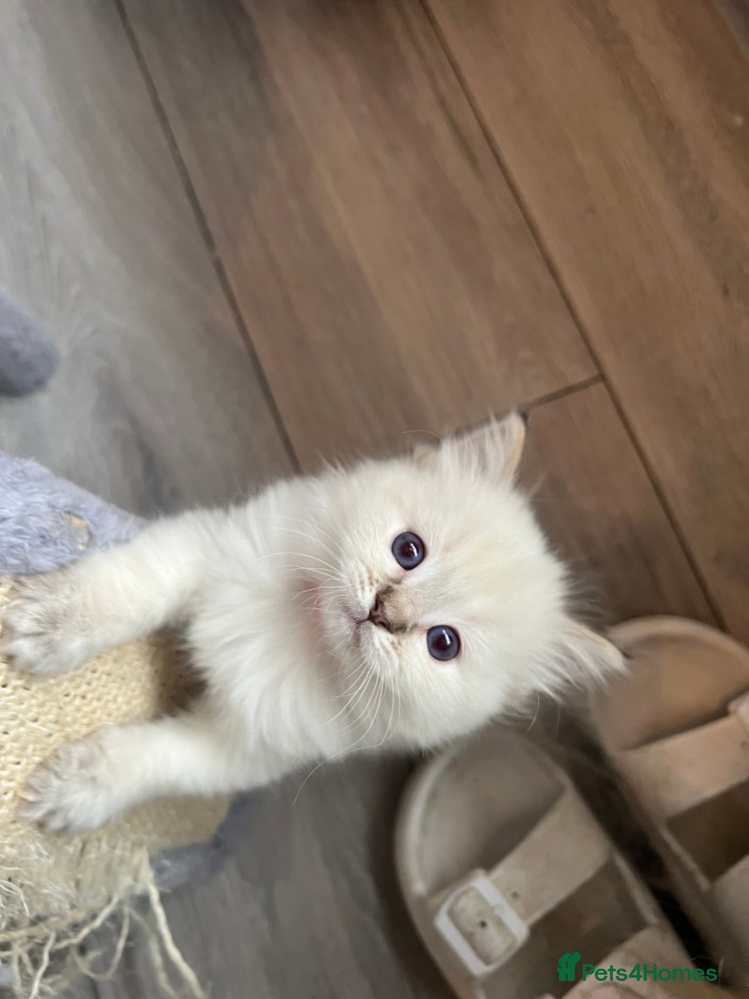 Ragdoll cats for sale: GCCF Ragdoll kittens for sale - Advert 15