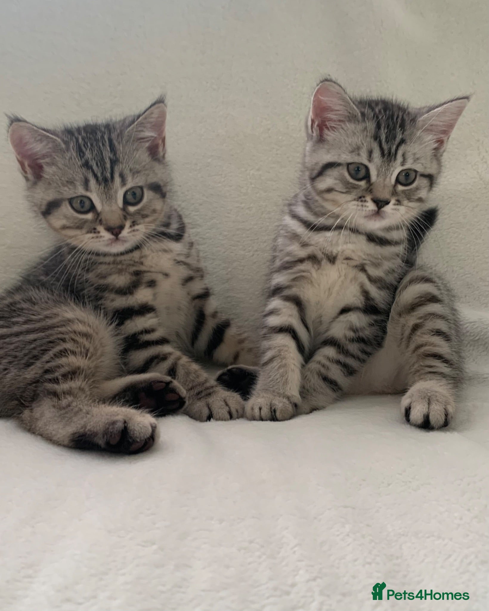 British Shorthair cats Beautiful silver spotted  tabbies - Advert 1