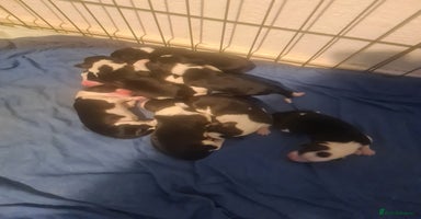 Sprollie dogs - Advert 1