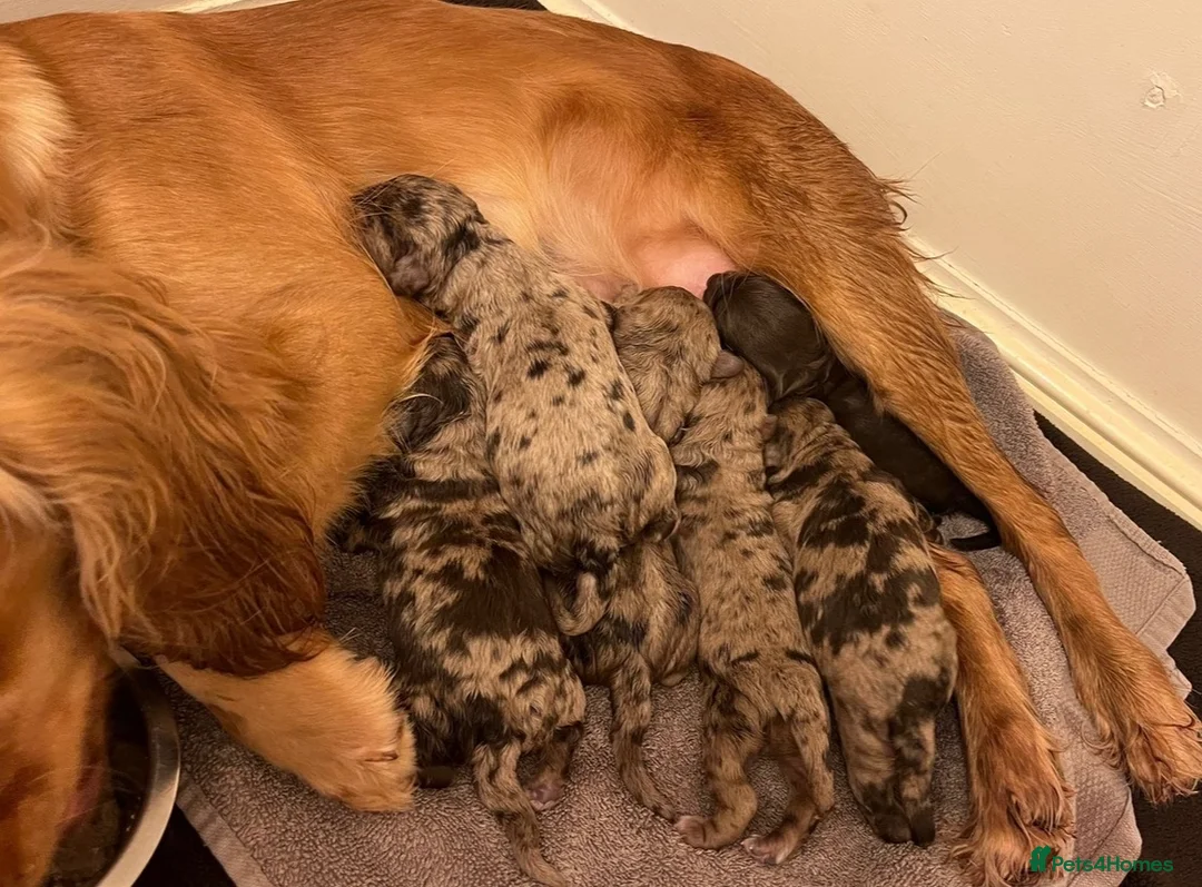 Cockapoo dogs for sale: F1 CHOCOLATE/ CHOCOLATE MERLE COCKAPOOS  - Advert 17