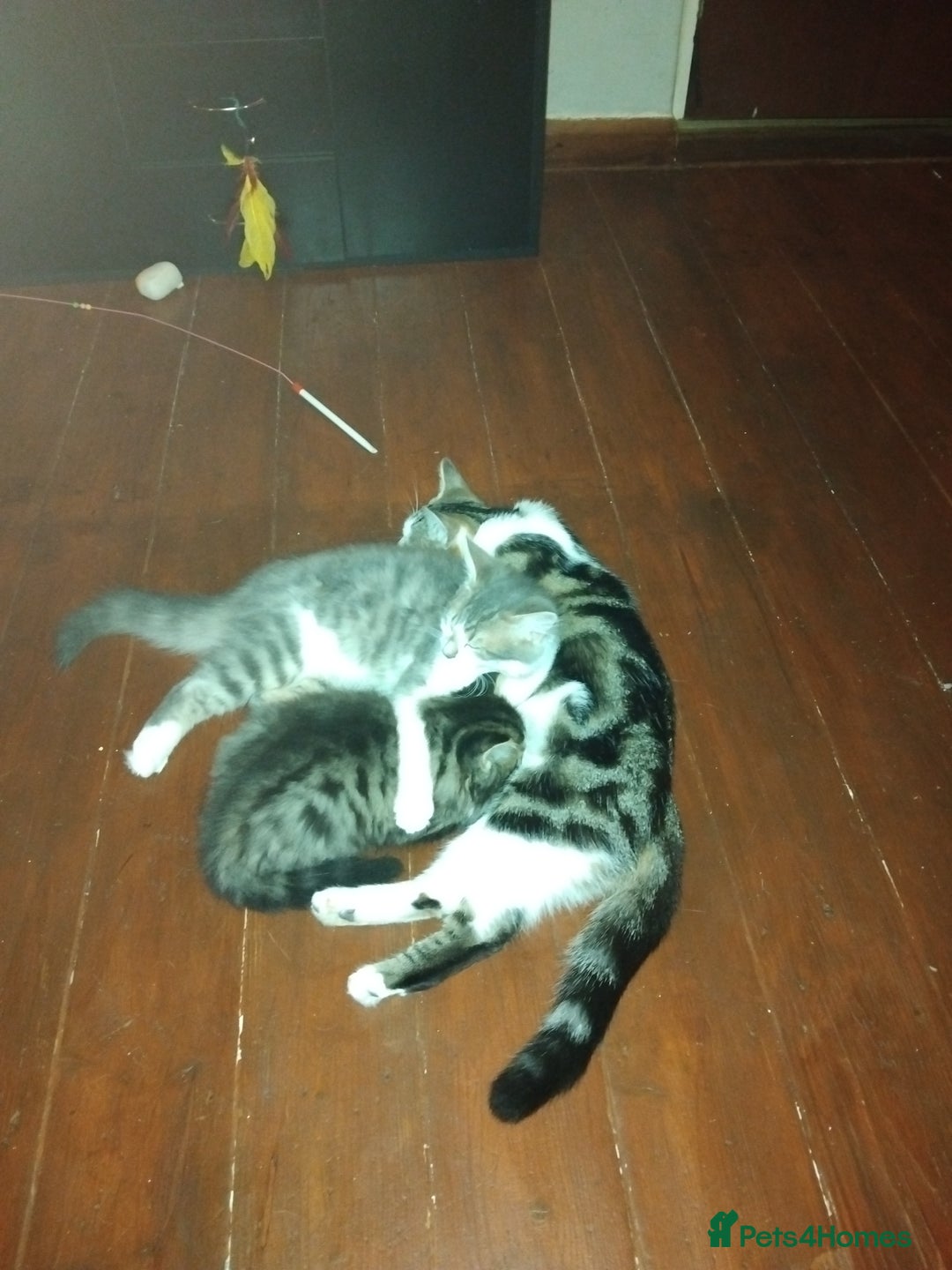 Mixed Breed cats for sale: Kittens american ringtail mixbreed  - Image 19