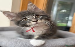 Maine Coon cats for sale: 2 Beautiful pedigree TICA reg Maine Coon kittens - Image 12