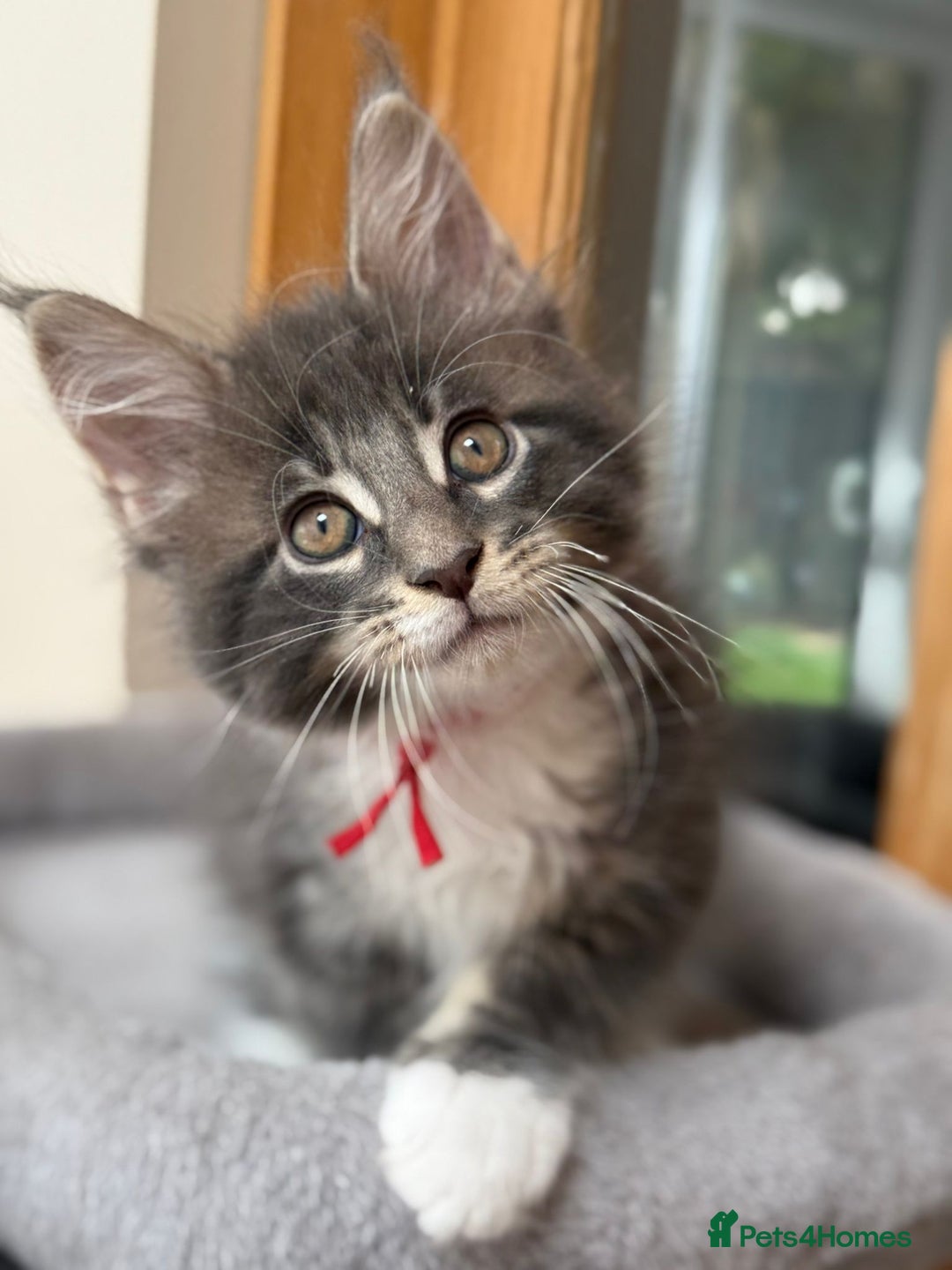 Maine Coon cats for sale: 2 Beautiful pedigree TICA reg Maine Coon kittens - Image 12