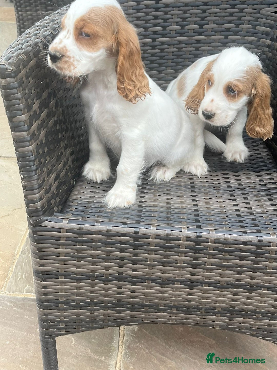 Cocker Spaniel dogs for sale: OUT STANDING  GORGEOUS SHOW TYPE COCKER SPANIEL  - Image 5
