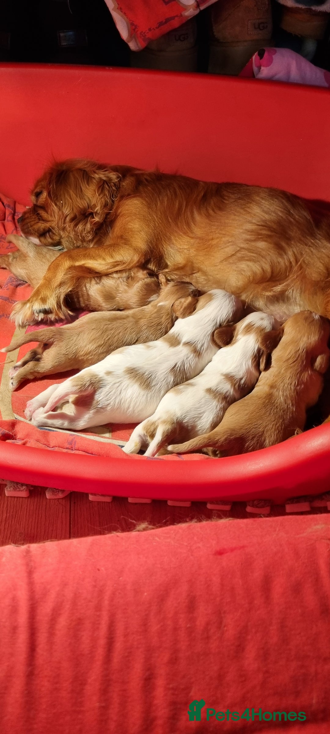 Cavalier King Charles Spaniel dogs for sale: Cavaliers King Charles spaniels - Image 8