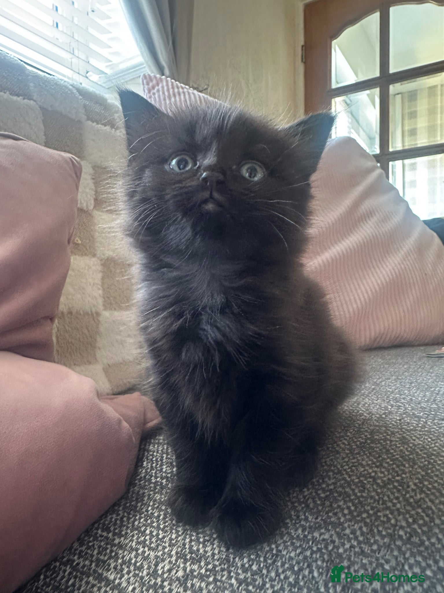 British Longhair cats British shorthair kittens  - Advert 14