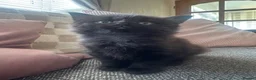 British Longhair cats for sale: British shorthair kittens 1GIRL LEFT  - Advert 1