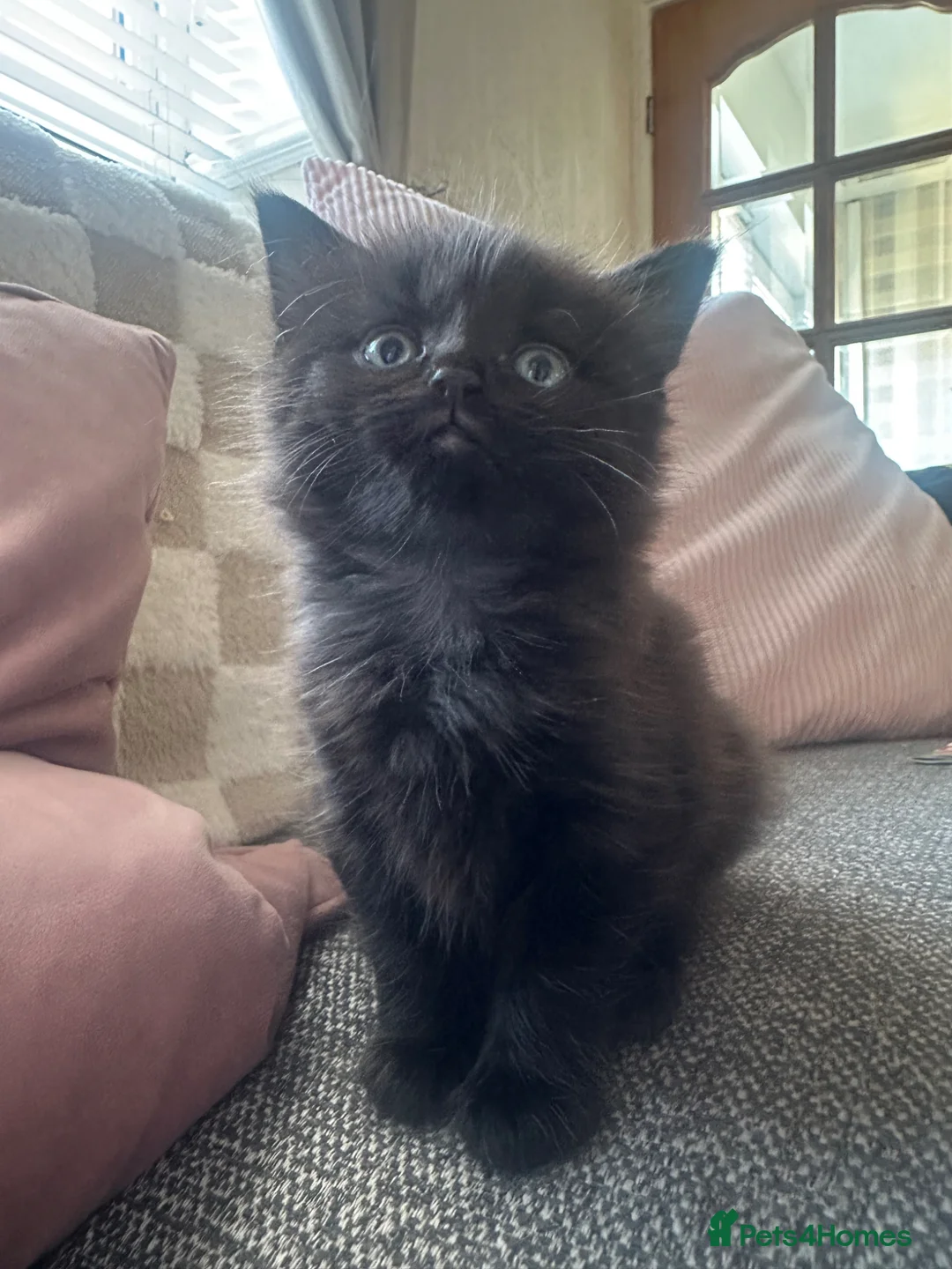 British Longhair cats for sale: British shorthair kittens 1GIRL LEFT  - Advert 1