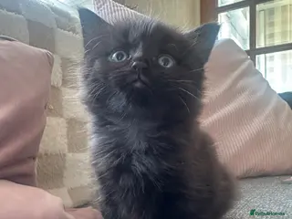 British Longhair cats British shorthair kittens - Advert 14