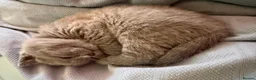 British Shorthair cats for sale: “British Shorthair Blue [Kitten/Cat]–[Age10 weeks] in London - Advert 7