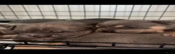 American Bully dogs for sale: Pocket bully puppies  - Advert 6