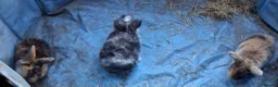 Mini Lop rabbits for sale: Baby kits (rabbits) - Advert 4