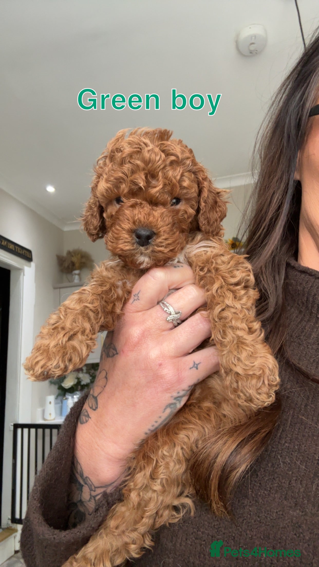Cavapoo dogs 🐶Perfect Toy Cavapoos (Health Tested)🐶 - Advert 2