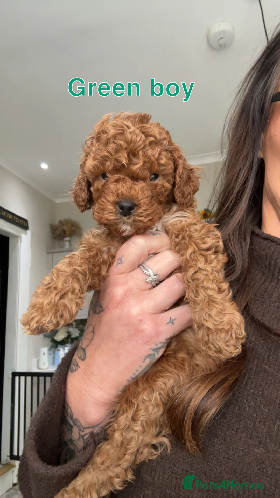 Cavapoo dogs for sale: 🐶Perfect Toy Cavapoos (Health Tested)🐶 - Advert 1