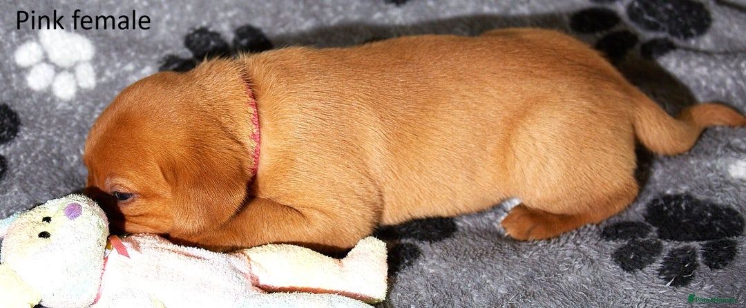 Labrador Retriever dogs for sale: Fox red labrador pups for sale - Image 4
