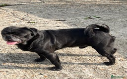Pug dogs for stud: KC pug stud  - Image 2