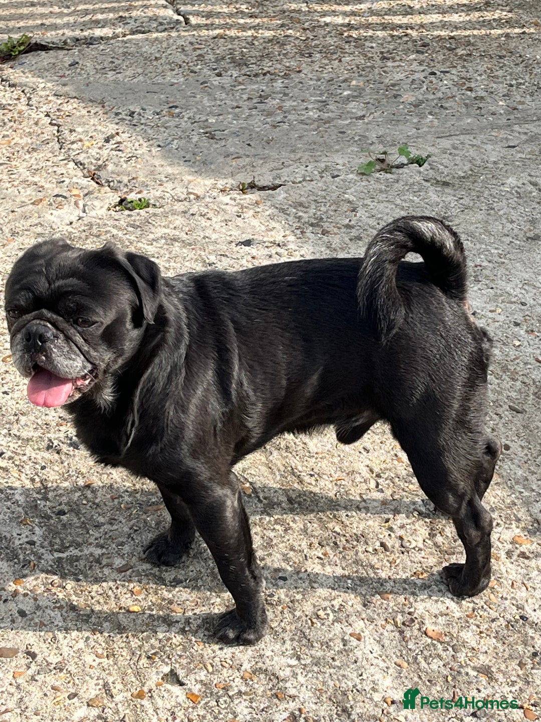 Pug dogs for stud: KC pug stud  - Image 2