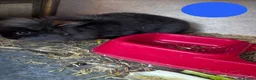 Mini Lion Lop rabbits for sale: 2 Beautiful Mini Lionhead Lops for Sale! £35 Each - Advert 4