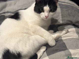 American Shorthair cats sister and brother - Advert 5