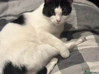 American Shorthair cats sister and brother - Advert 9