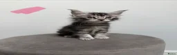 Maine Coon cats for sale: Ready now 😻 - Advert 14
