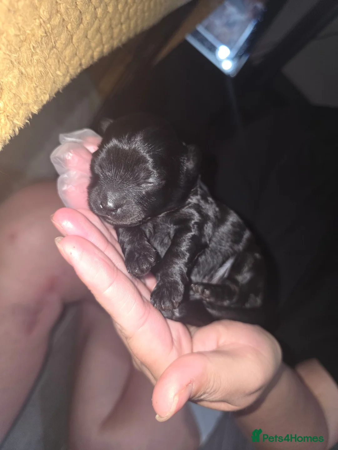 Shihpoo dogs for sale: Shihpoos - Advert 1