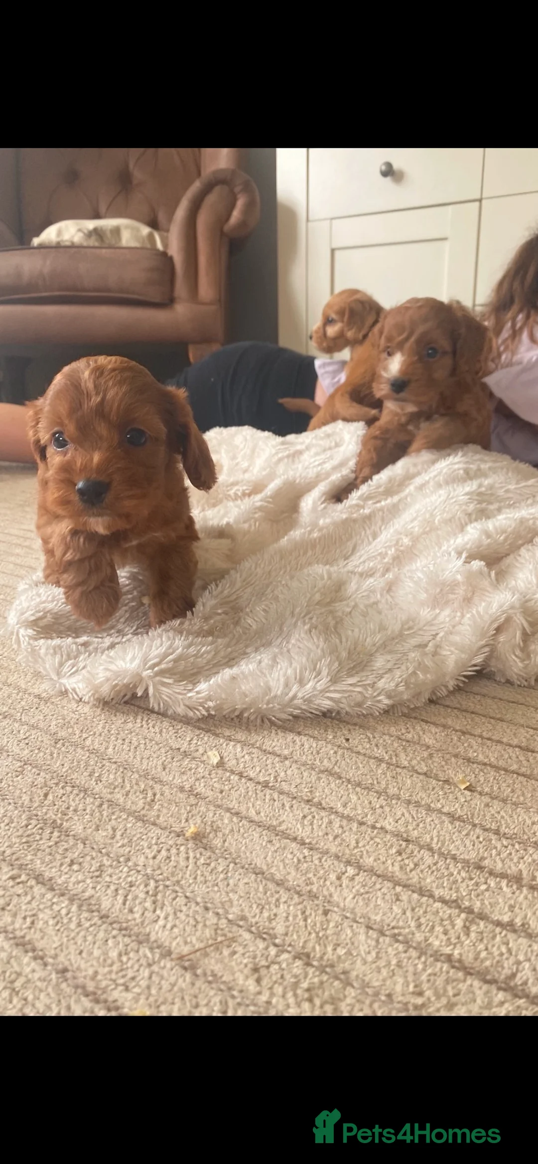Cockapoo dogs for sale: F1 cockerpoo puppies  - Advert 20
