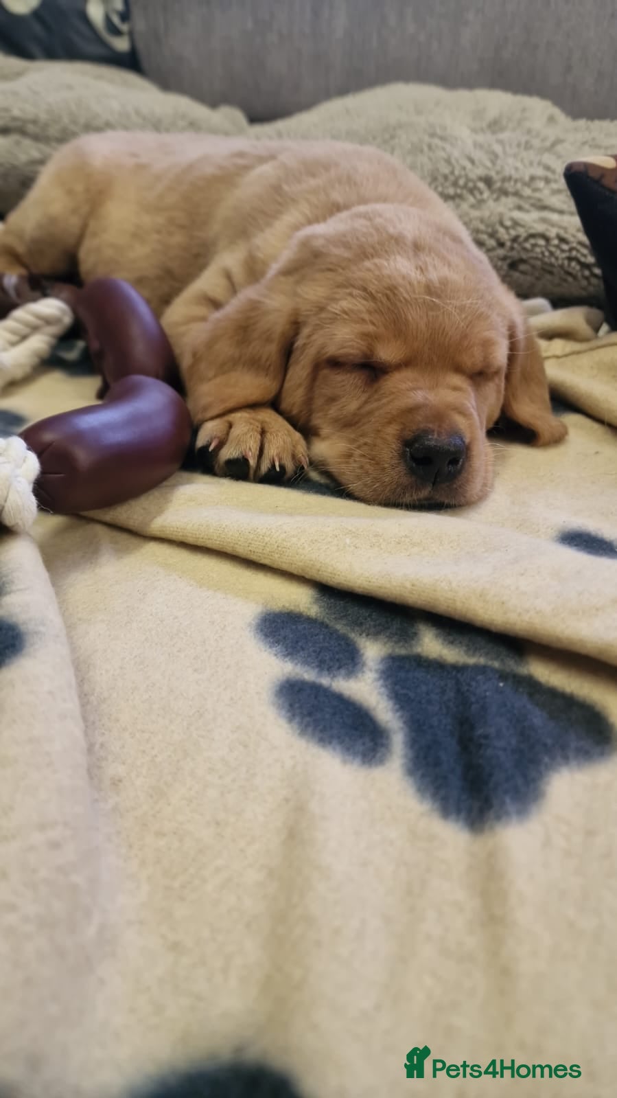 Labrador Retriever dogs ADORABLE LABRADOR PUPPIES KC REGISTERED - Advert 13