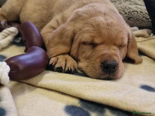 Labrador Retriever dogs ADORABLE LABRADOR PUPPIES KC REGISTERED - Advert 2