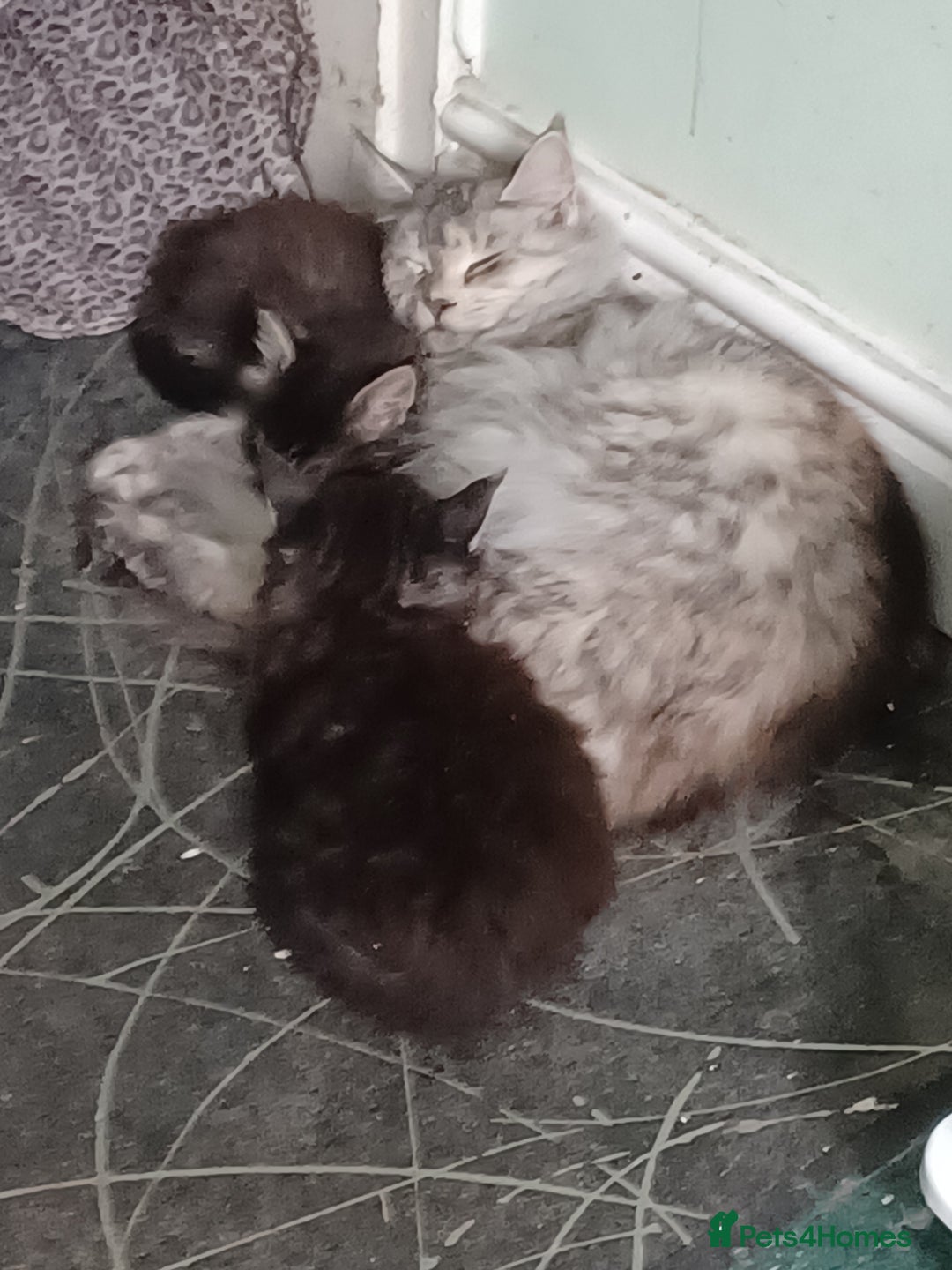 Maine Coon cats for sale: Beautiful Tabby Girl  - Image 9