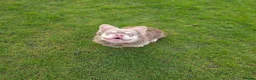 French Bulldog dogs for stud: MR COMPACTABULL  - Advert 10