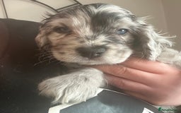 Cockapoo dogs for sale: Beautiful cockapoo puppies delivery possible - Image 33