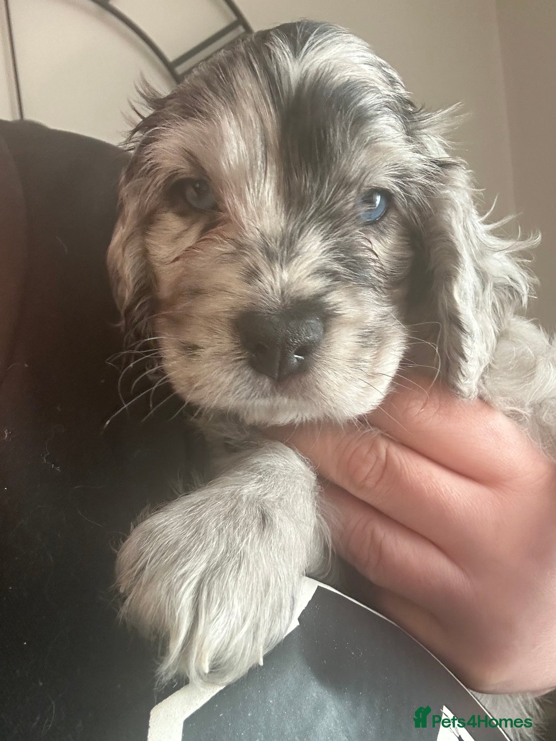 Cockapoo dogs for sale: Beautiful cockapoo puppies delivery possible - Image 33