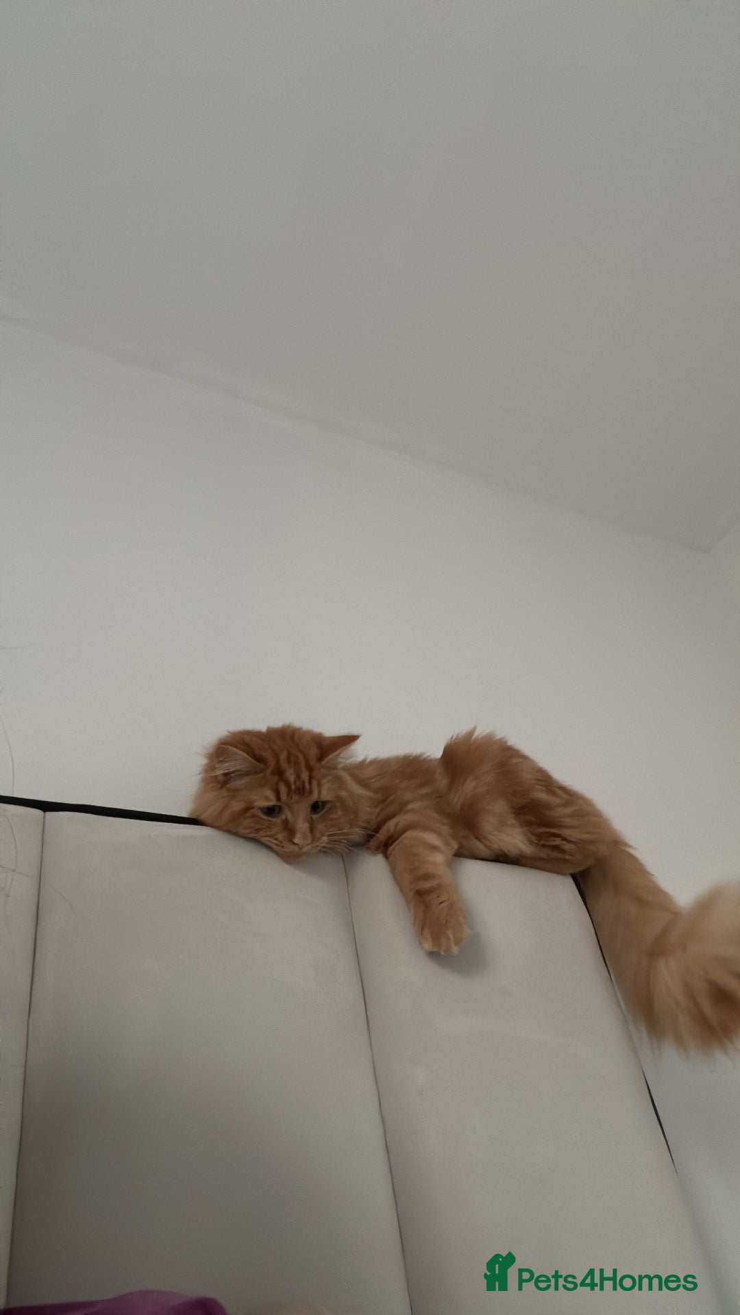 Mixed Breed cats for sale: Ginger Male Ragdoll - Advert 17