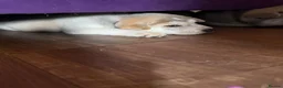 Mixed Breed dogs for sale: Malamute/sharpei  - Advert 13