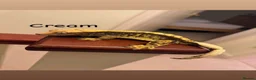 Gecko reptiles for sale: Mixed crested geckos  - Advert 10