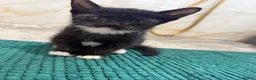 Mixed Breed cats for sale: Kittens - Advert 4