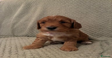 Cockapoo dogs - Advert 1