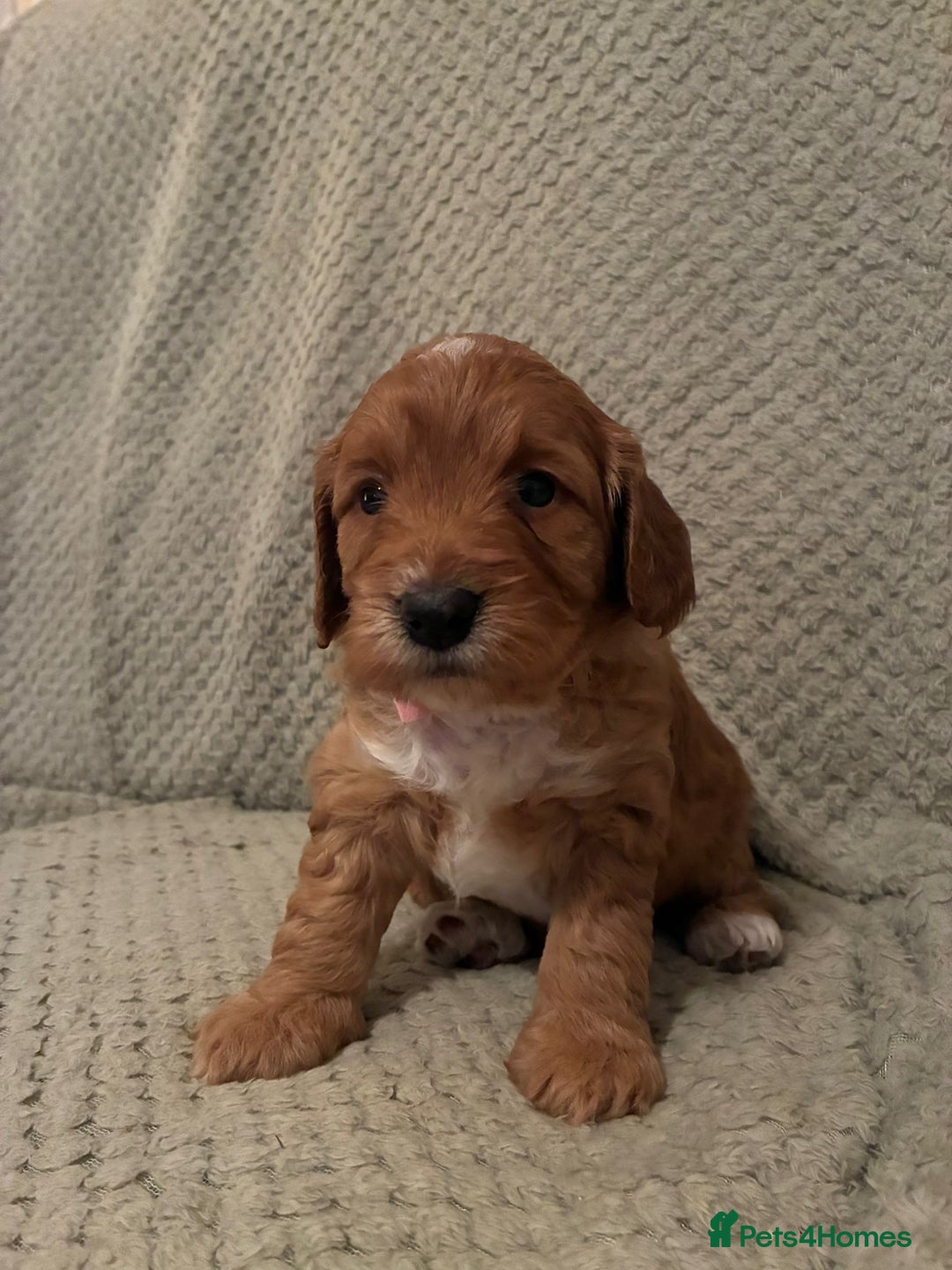 Cockapoo dogs for sale: Adorable F1 cockapoos for sale  - Image 3
