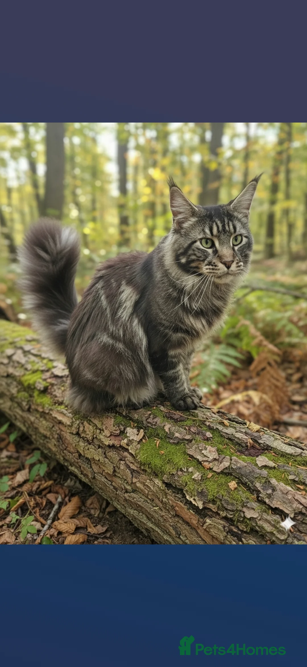 Maine Coon cats for stud: Proven Maine coon boy for stud only - Advert 3