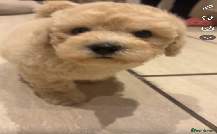 Cavapoochon dogs - Advert 4