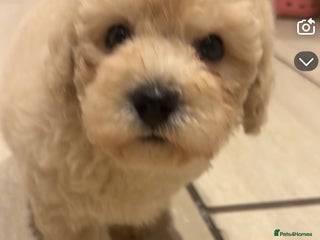Cavapoochon dogs Cavapoochon - Advert 8