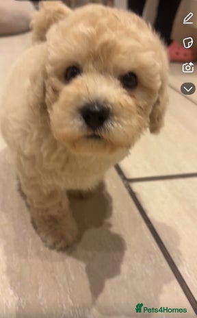 Cavapoochon dogs - Advert 4