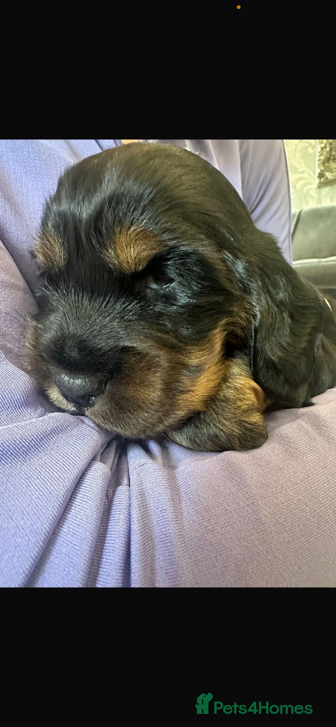 Cocker Spaniel dogs for sale: 2 boy cocker spaniel puppies  - Image 4