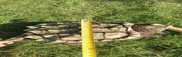 Turtle reptiles for sale: Alligator snapping turtle for sale in Romford - Advert 4