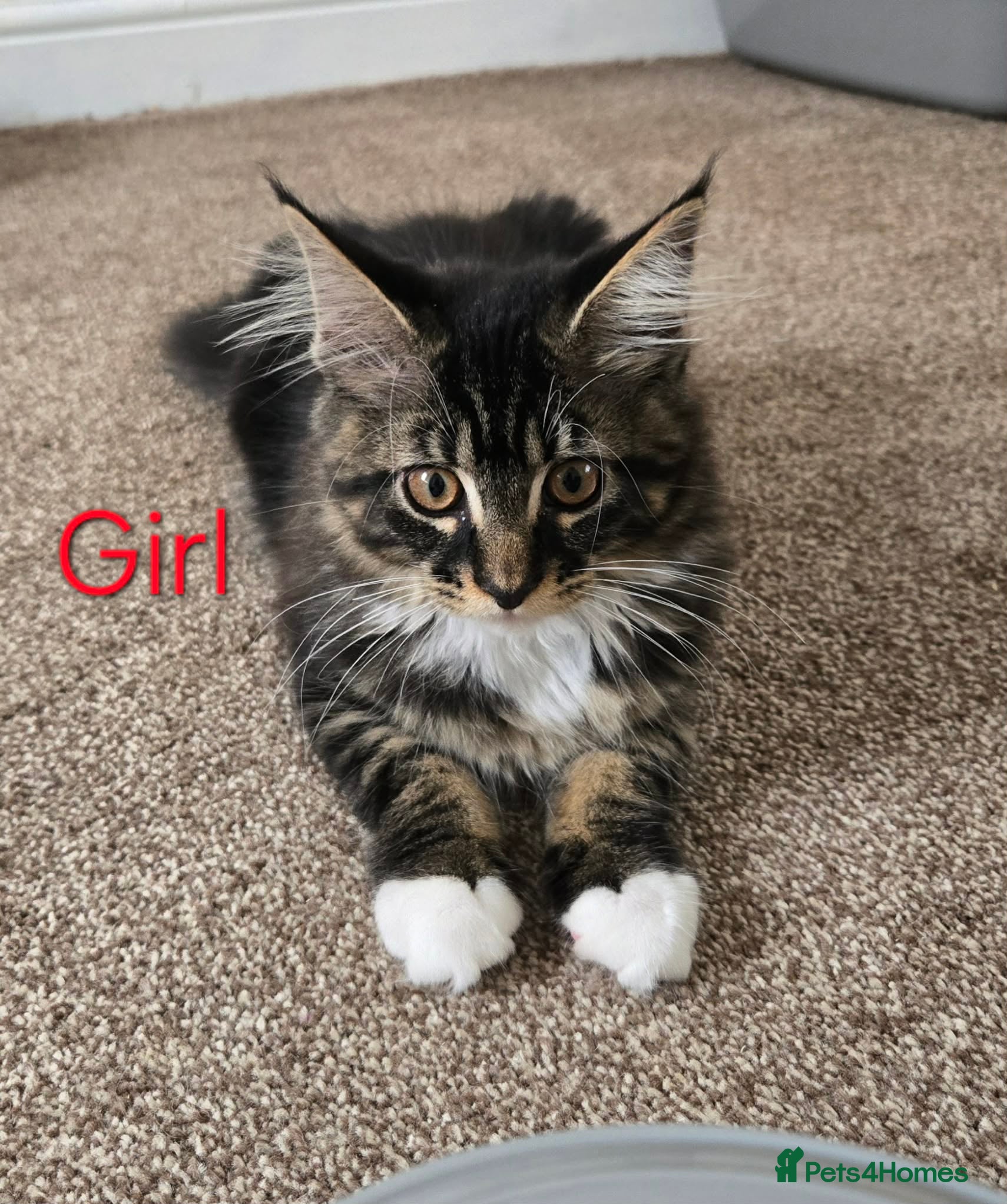 Maine Coon cats for sale: Maine coon brother and sister. - Advert 1