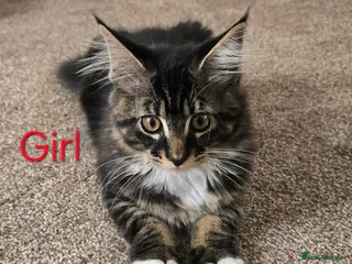 Maine Coon cats for sale: Maine coon brother and sister. - Advert 1