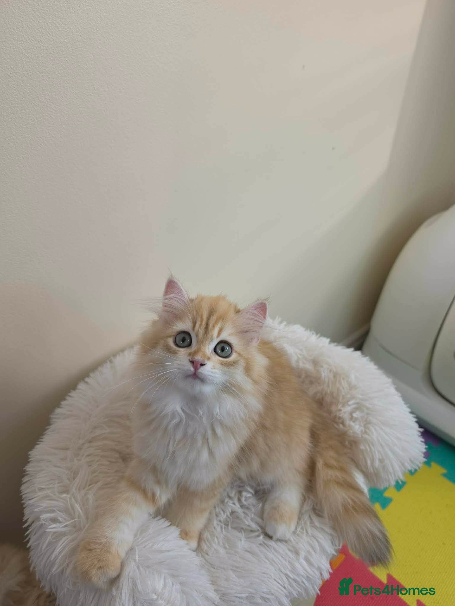 British Longhair cats for sale: British Longhair Kittens – Champion Lines ✨ - Advert 1