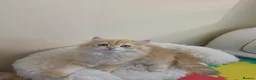 British Longhair cats for sale: British Longhair Kittens – Champion Lines ✨ - Advert 1