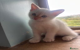 Mixed Breed cats for sale: Male Kitten for sale!  - Image 3